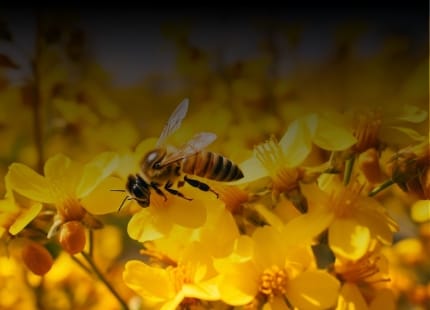 despre albine mobile 6