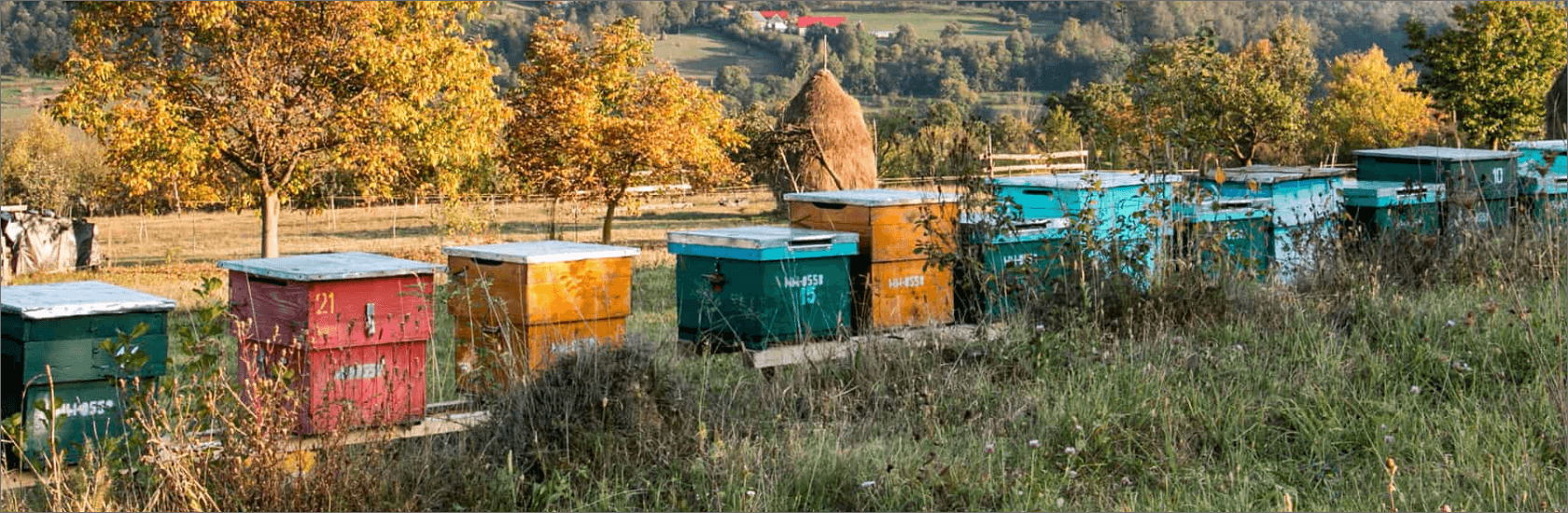 Cele mai bune tipuri de miere din România – Ghid complet cu beneficii și utilizări 1 Allbee blog august 2 header