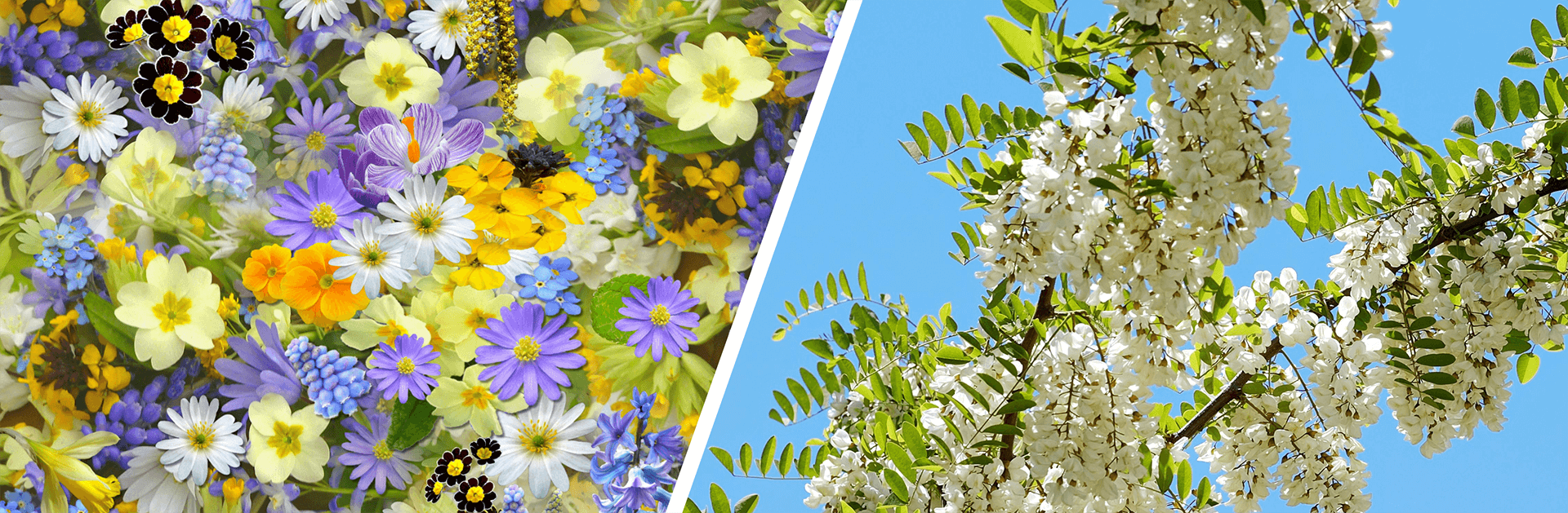 Care sunt diferențele de calitate între mierea polifloră și monofloră? 1 Allbee blog februarie 2 diferente miere poliflora monoflora 1