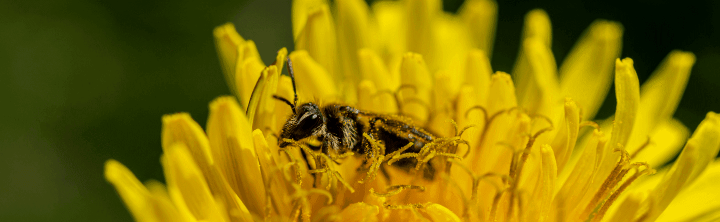 allbee albinele trebuie sa viziteze milioane de flori pentru a produce un borcan de miere 4
